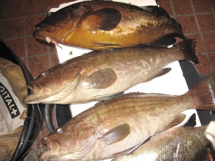 ¿Una dorada a la sal?, ¿un abadejo en paella?...cuando ustedes quieran