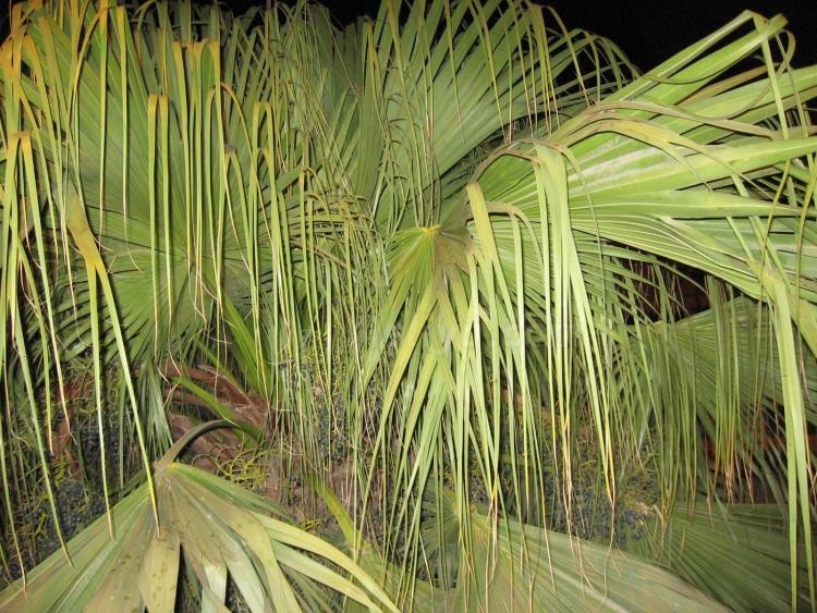 De día y de noche, el Parque es hermoso, don Venancio