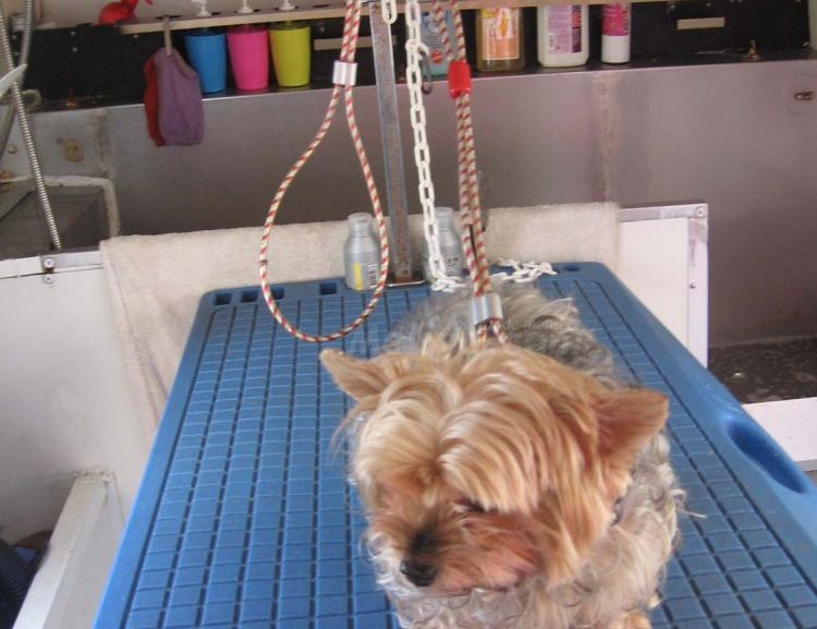Unidad móvil para coquetería canina, 'Dogsbubble'