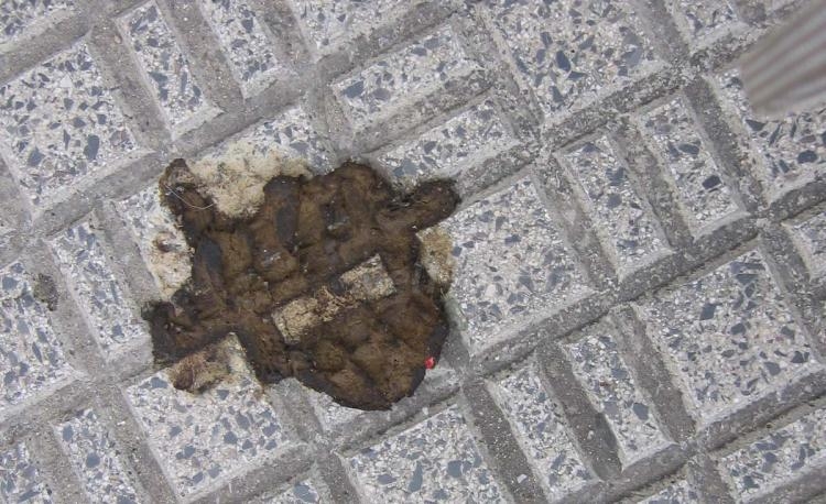 Melilla, paraíso de la caca perruna no recogida
