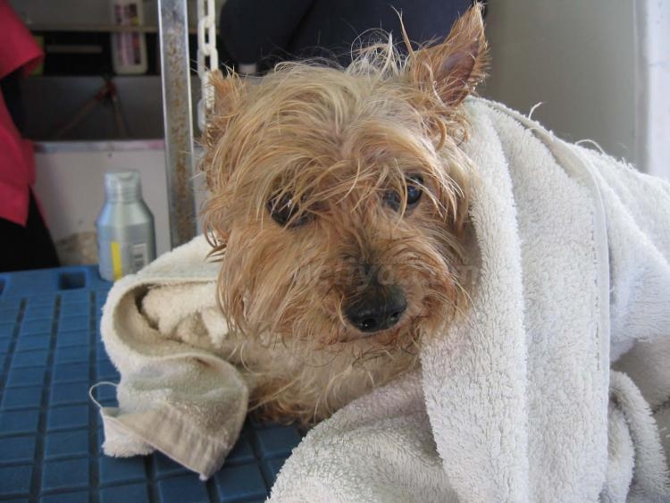 Unidad móvil para coquetería canina, 'Dogsbubble'