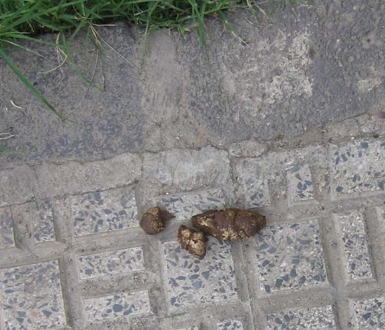 La caca de los perros permanece per secula seculorum