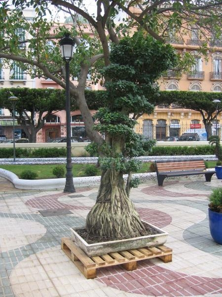 'Melilla es flor' por sus cuatro costados