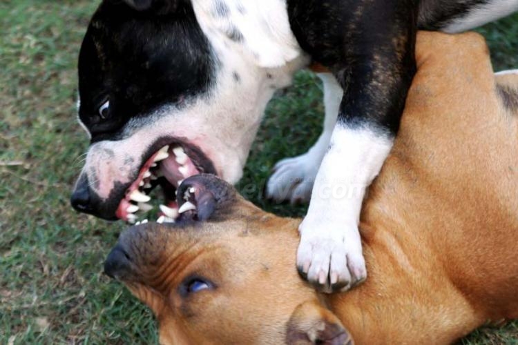 El perro es parte de la familia, no un aspirante a gladiador como algunos quieren