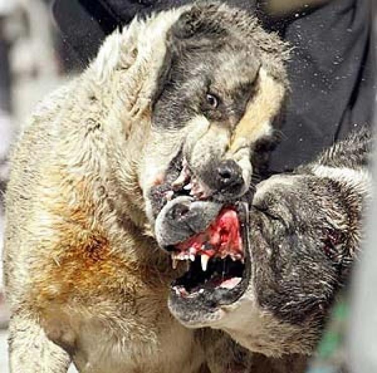 El perro es parte de la familia, no un aspirante a gladiador como algunos quieren