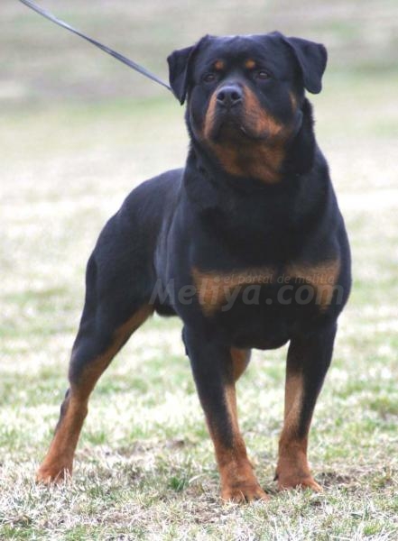 El perro es parte de la familia, no un aspirante a gladiador como algunos quieren