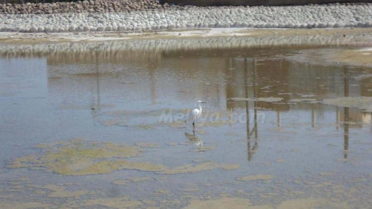 Lagunas desecadas, carpas en peligro en el Parque Forestal