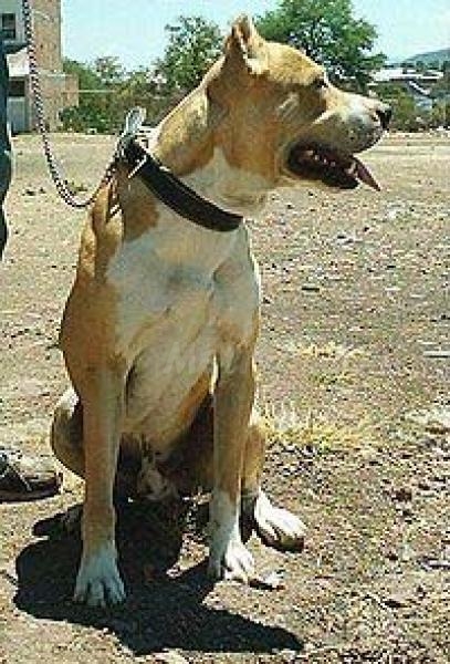 El perro es parte de la familia, no un aspirante a gladiador como algunos quieren