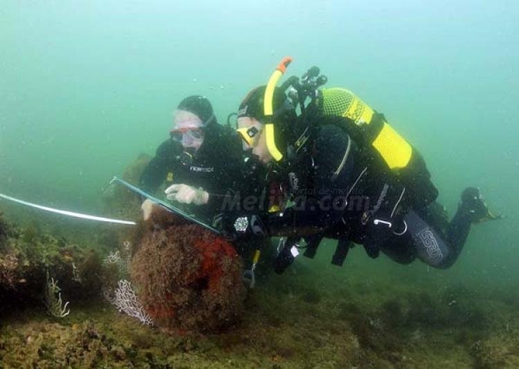El Real Club Marítimo se acerca a la mejor arqueología subacuática del país