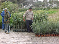 Medio Ambiente inicia la plantación de 12.550 plantas en Rostrogordo