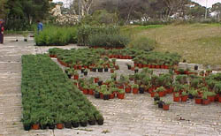 Medio Ambiente inicia la plantación de 12.550 plantas en Rostrogordo
