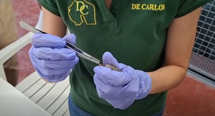 Imagen de la noticia: El Centro de Recuperación de Especies Amenazadas atendió a 197 animales este año