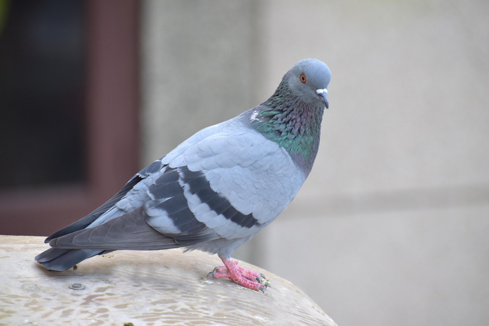 Imagen de la noticia: El gorrión gusta y la paloma molesta: así percibe la ciudadanía a las aves urbanas